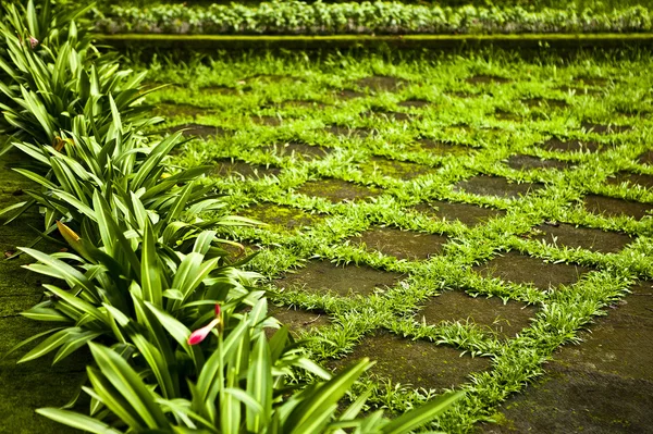 Zielony ogród zen. kraciasty trawy. tło Zdjęcie. — Zdjęcie stockowe