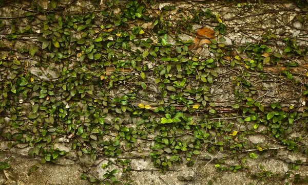 Gammal stenmur omfattas vegetation. foto som bakgrund. — Stockfoto