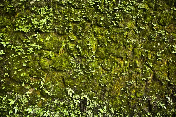 Стара кам'яна стіна покрила рослинність. Фотографія Фону . — стокове фото