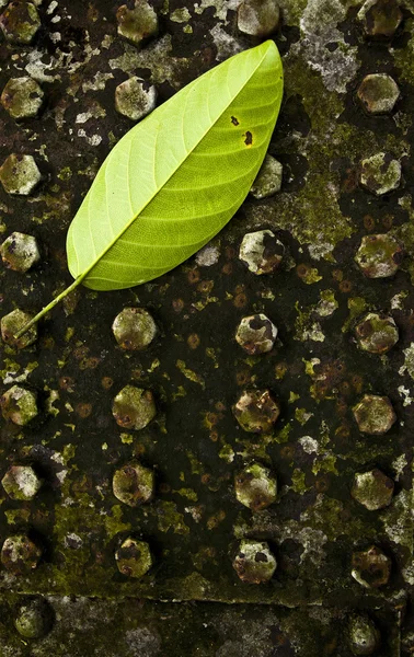 Textura de uma folha verde como fundo. — Fotografia de Stock