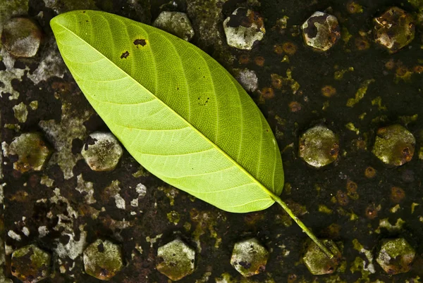 Textura de uma folha verde como fundo. — Fotografia de Stock