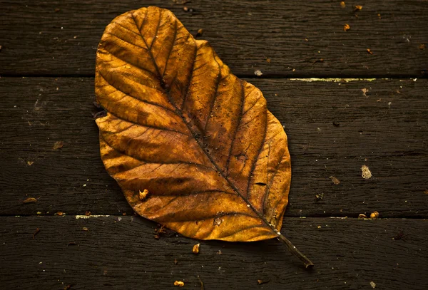 Herbst Blatt über Holz Hintergrund. — Stockfoto