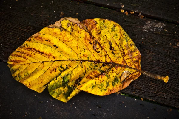 Autumn Leaf over wooden background. — Stock Photo, Image