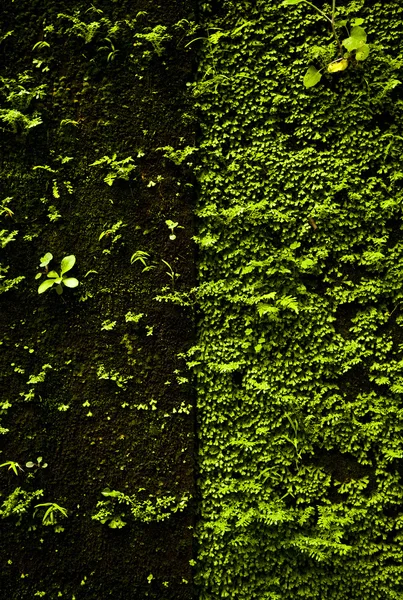 Старая каменная стена покрыта растительностью. Фото-фон . — стоковое фото