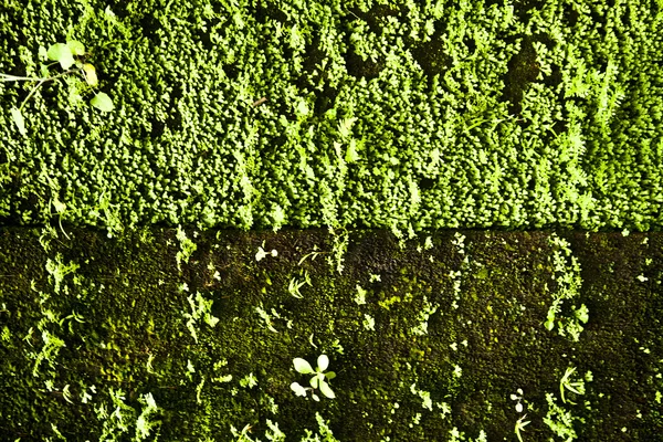 Oude stenen muur bedekt vegetatie. Foto-achterwand. — Stockfoto