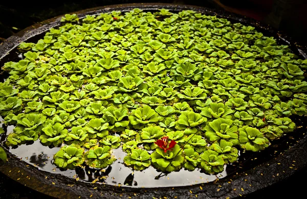 Крупным планом красивая водяная лилия. Фото на заднем плане . — стоковое фото