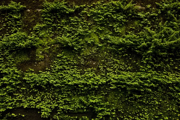 Vecchia vegetazione rivestita in pietra. Sfondo foto . — Foto Stock