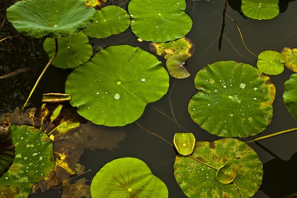 Close-up beautiful water lily. Background photo. — Stock Photo, Image