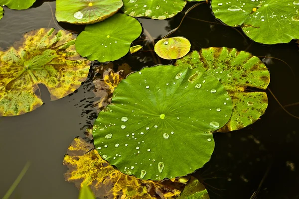 Close-up beautiful water lily. Background photo. — Stock Photo, Image