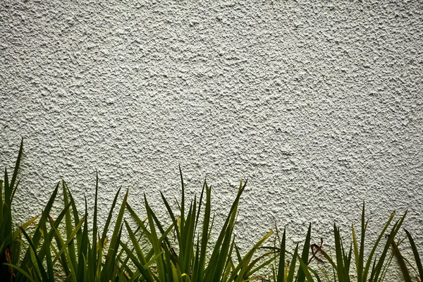 Régi kőfal növényzettel borított. fényképes háttérrel. — Stock Fotó