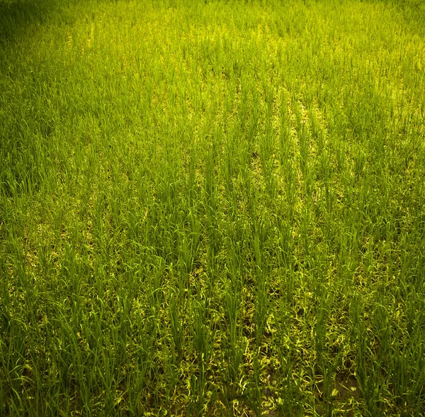 Рисові поля . — стокове фото