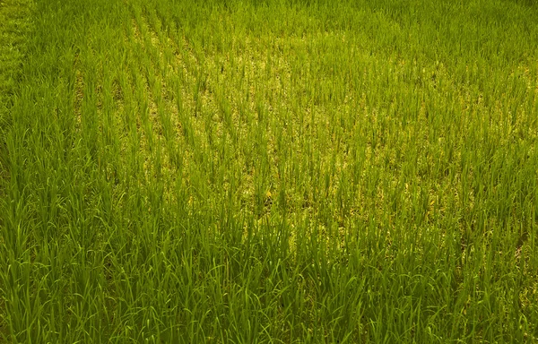 Rýžové pole. — Stock fotografie