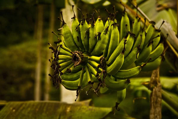 Tropical fruit's. Indonesia - Bali. — Stock Photo, Image