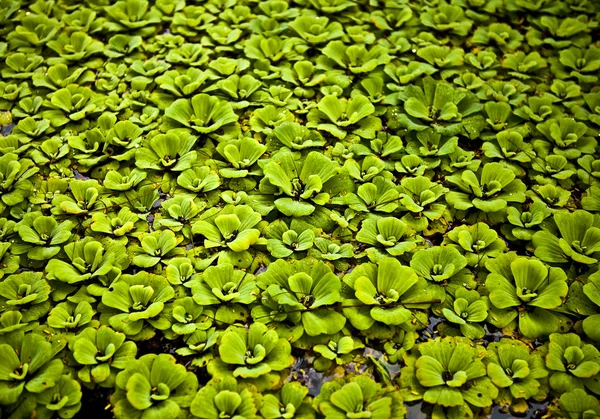 茂みの中で緑の小さな植物の背景写真 — ストック写真