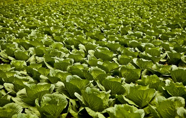 Field with cabbage. — Stock Photo, Image