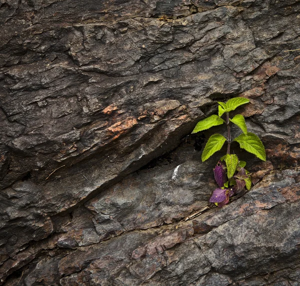 Ένα πράσινο κλαδί σε ένα κορμό δέντρου σε κοντινό πλάνο. — Φωτογραφία Αρχείου