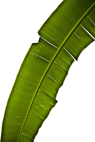 Textura zeleného listu jako pozadí. — Stock fotografie