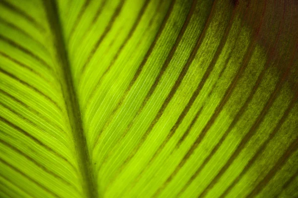 Textur eines grünen Blattes als Hintergrund. — Stockfoto