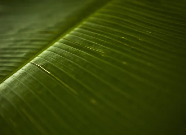 Textuur van een groen blad als achtergrond — Stockfoto