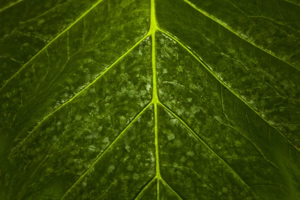 Tekstura zielonego liścia jako tło. — Zdjęcie stockowe