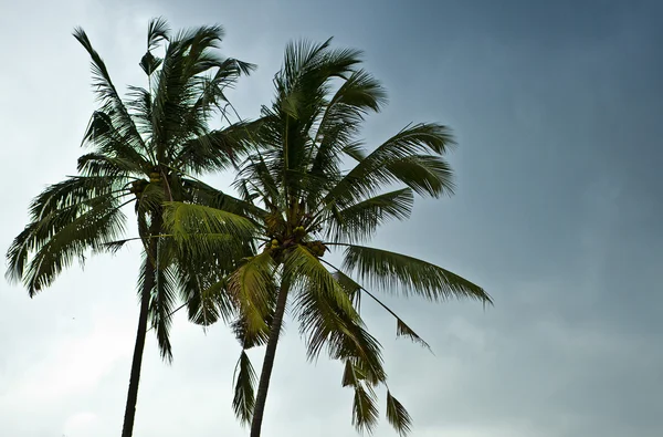 Acai palm proti modré obloze — Stock fotografie