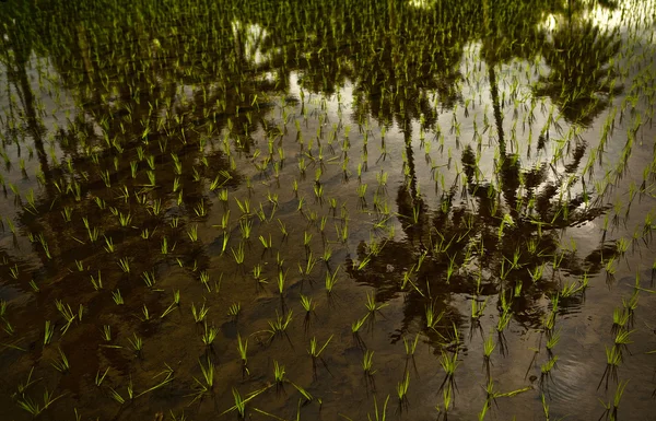 热带稻田在日出-棕榈树反射. — 图库照片