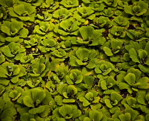 Textuur van een groen blad als achtergrond. — Stockfoto