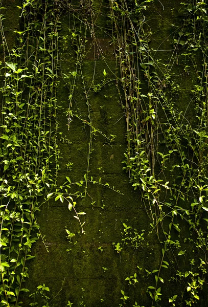 Gammal stenmur omfattas vegetation. foto som bakgrund. — Stockfoto