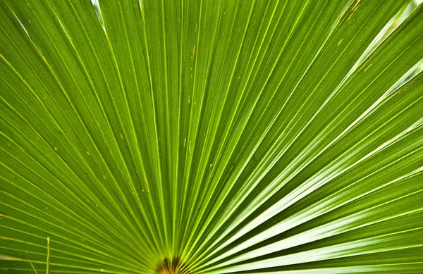 Textur eines grünen Blattes als Hintergrund. — Stockfoto