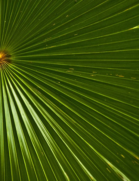 Tekstura zielonego liścia jako tło. — Zdjęcie stockowe