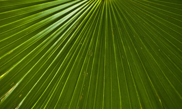 Texture of a green leaf as background. — Stock Photo, Image