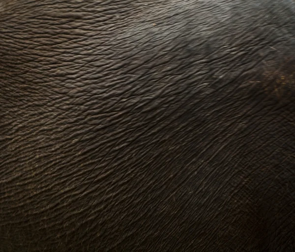 Elephant skin texture — Stock Photo, Image