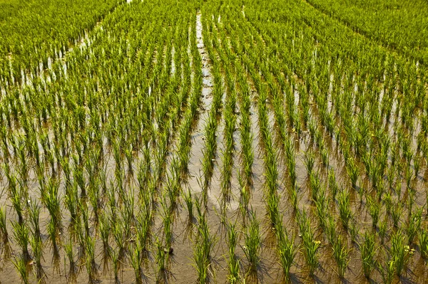 stock image Rice field.