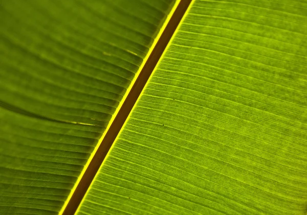 Texture di una foglia verde come sfondo. — Foto Stock