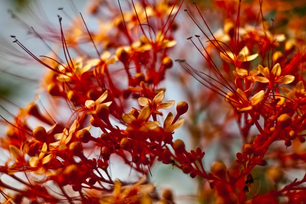 stock image Tropical flower