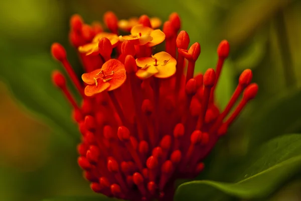 Flor tropical . — Foto de Stock