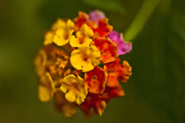 熱帯の花. — ストック写真