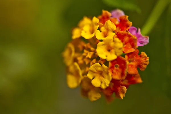 熱帯の花. — ストック写真