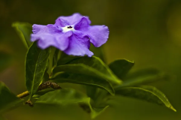 stock image Tropical flower.