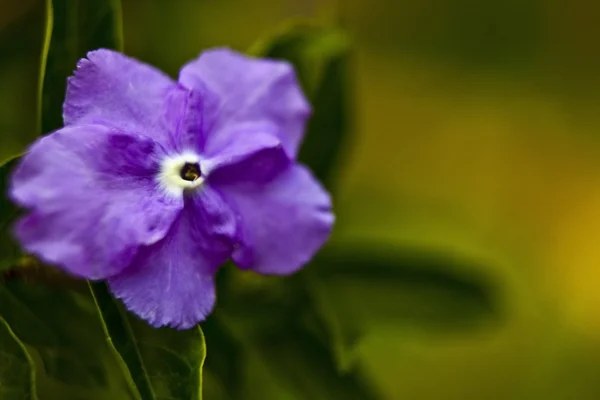 stock image Tropical flower.