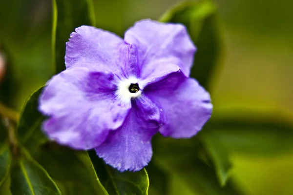 Stock image Tropical flower.