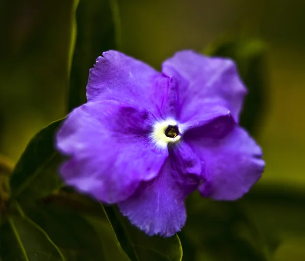 Stock image Tropical flower.