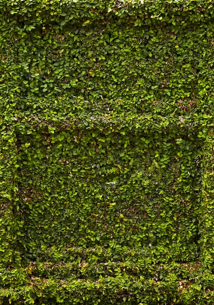 Old stone wall covered vegetation. Photo Background. — Stock Photo, Image