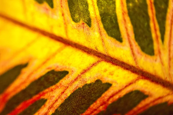 Texture of a green leaf as background. — Stock Photo, Image