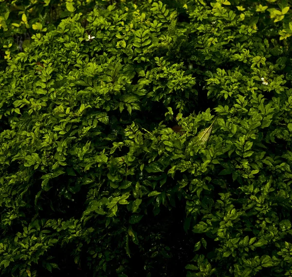Nieuwe lente groene blad. achtergrondfoto. — Stockfoto