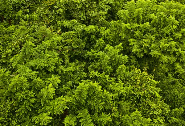 Nové jarní zelené listy. pozadí fotka. — Stock fotografie