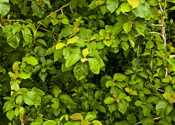 New spring green leaf. Background photo. — Stock Photo, Image