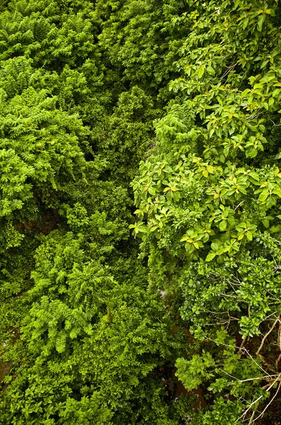 Nové jarní zelené listy. pozadí fotka. — Stock fotografie