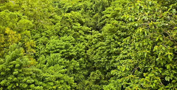 Новый весенний зелёный лист. Фото на заднем плане . — стоковое фото