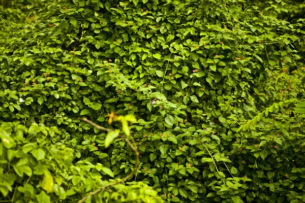 New spring green leaf. Background photo. — Stock Photo, Image